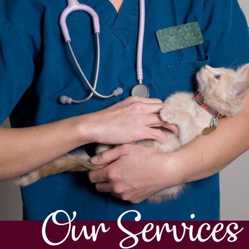Our Services - doctor holding cat